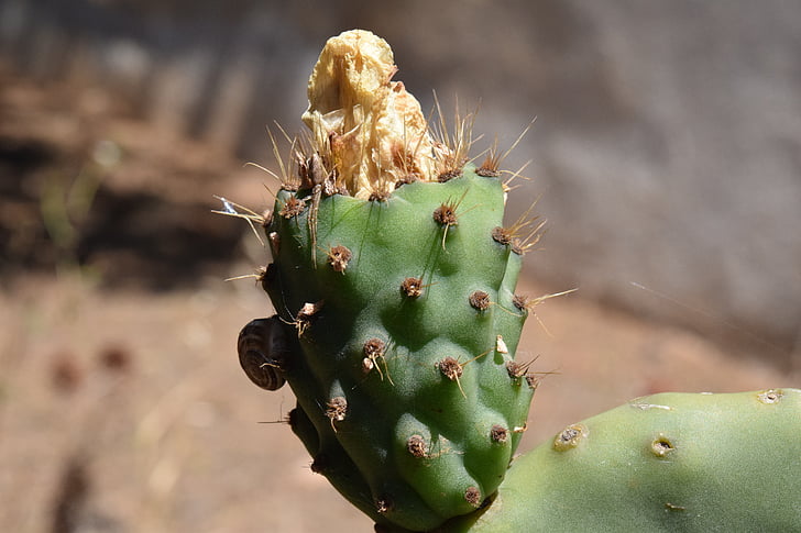 Cactus, figue de barbarie, serre de cactus, piquant, Cactaceae, fruits, épi