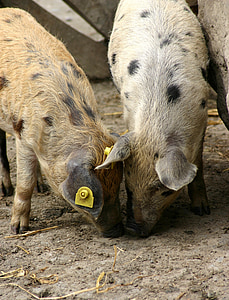 svinje, životinje, praščić, sretan svinja, slatki, domaća svinja, sijati