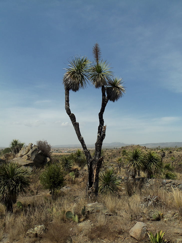 desert-palma-rocks-dry-preview.jpg