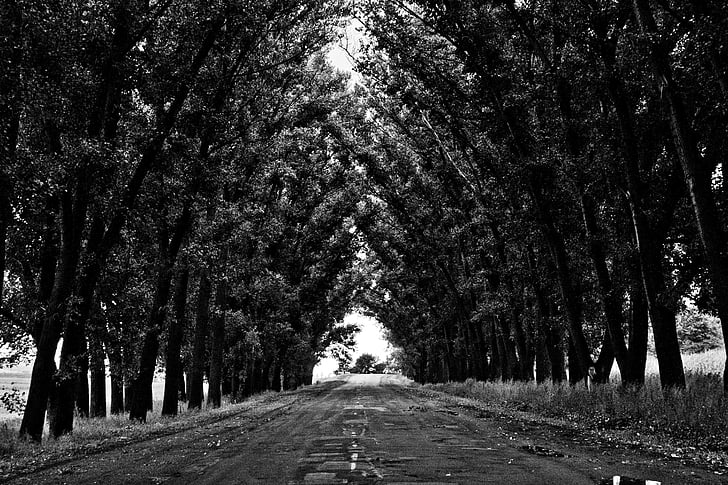 niveaux de gris, photographie, vide, route, arbres, en journée, noir et blanc