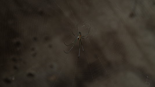 Aranha, teia de aranha, rede, plano de fundo, papel de parede