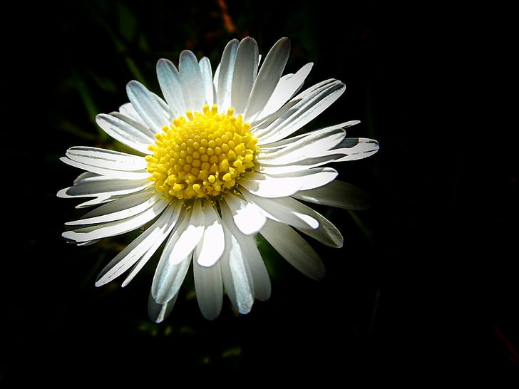 Daisy, anbud, liten, vit, Stäng, spetsiga blomma, blomma