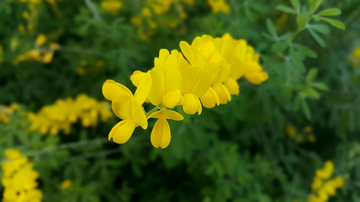 lente, bloemen, natuur