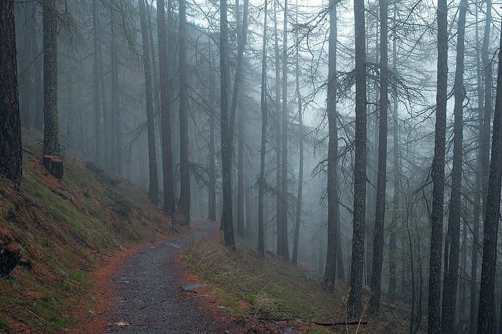 timelapse, foto, floresta, cinza, escuro, nevoeiro, névoa