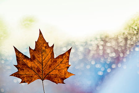maple, leaf, selective, photography, fall, autumn, bokeh