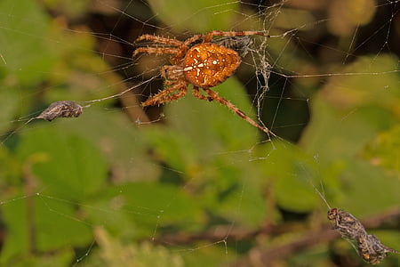 spider, cobweb, prey, fly, close, macro, arachnid