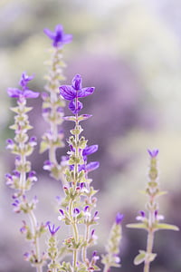 purple, pastel, soft, nature, flower, sage, soft-focus