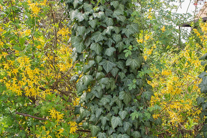ivy, green, yellow, log, climber, ivy leaf, leaves