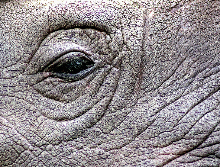 noshörning, Rhino, öga, vilda djur, hotade, stora, farliga