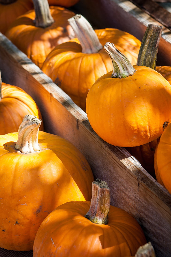 Halloween, buče, jeseni, padec, oranžna, oktobra, žetev