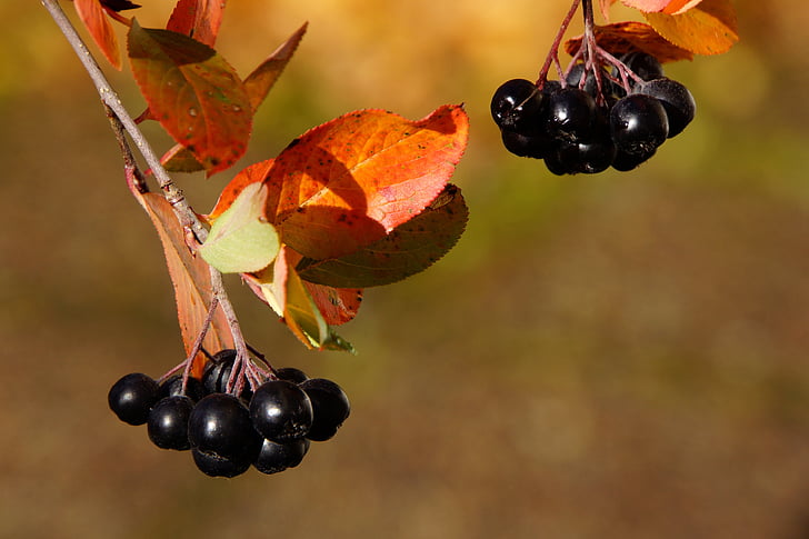 Aronia, Berry, musim gugur, Aronia berries, banyak, warna musim gugur, daun merah