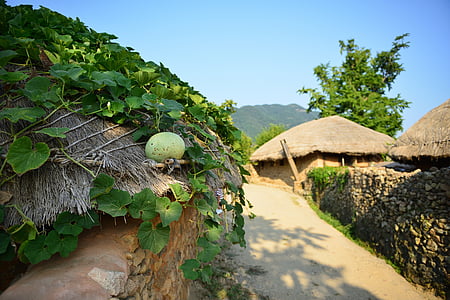 Strona główna, naganeupseong, Suncheon, beolgyo, persimmon, jesień, w jesieni