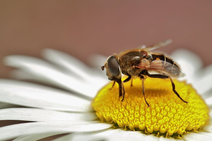 Hoverfly, έντομο, φύση, μακροεντολή, Προβοσκίδα, πιπιλίζουν, Κλείστε
