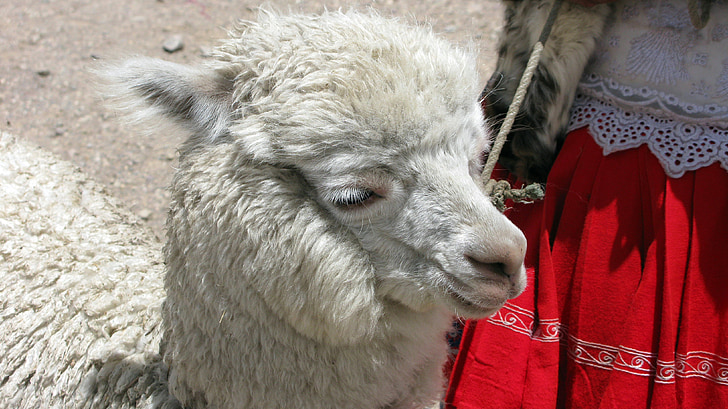 alpaca, Peru, Andes, động vật, lông, Âu yếm, Thiên nhiên