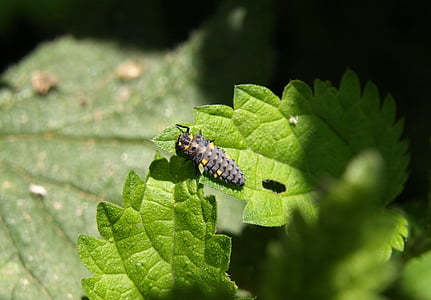 marienkäfer larva, larva, chrobák, lienka, hmyzu, Príroda
