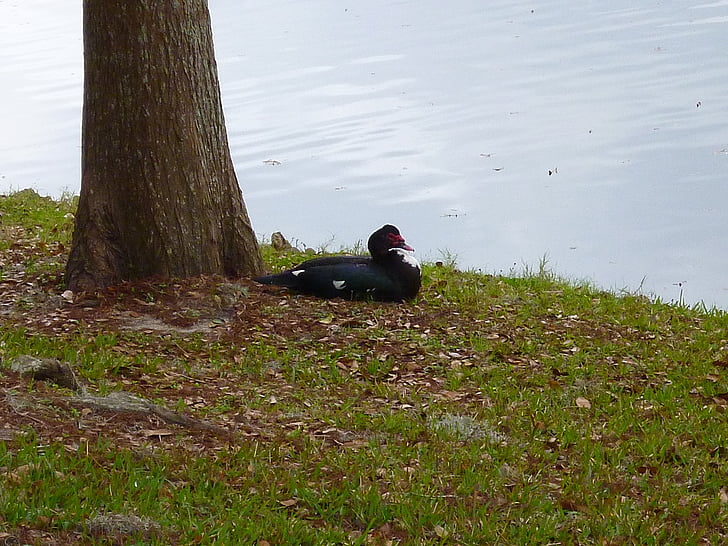 muscovy duck, black and white, city park, ocala florida, water, resting, bird