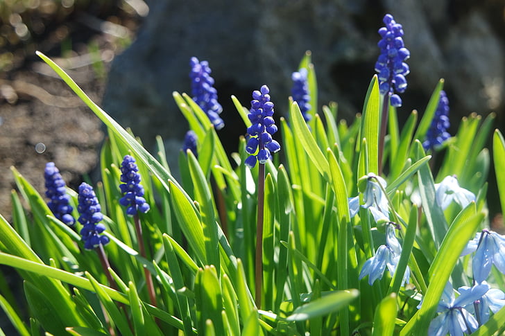 spring, muscari, grape hyacinth, flowers, nature, purple, flower