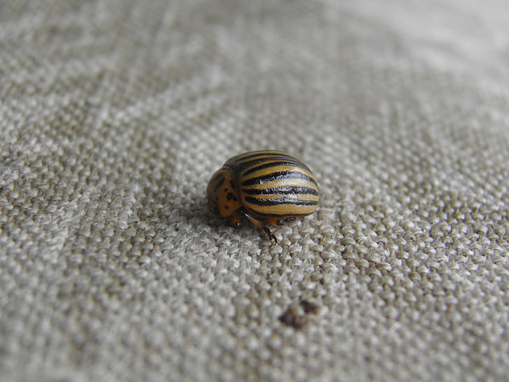 kolorádóbogár, escaravelho da batata, tecido