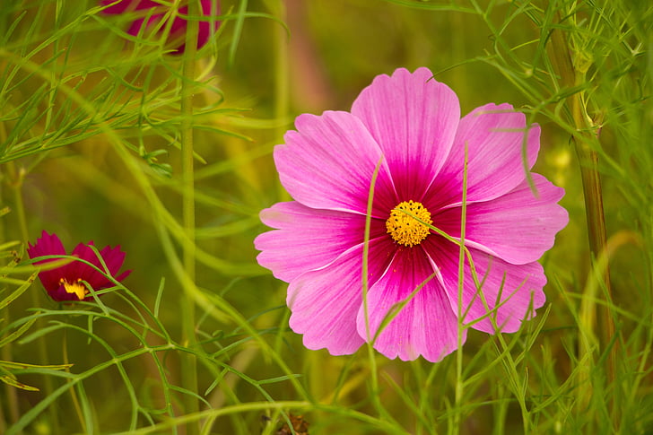 flor-de-rosa, Cosmo, kosmee, folheto com folhas schmuckblume, Cosmos bipinnatus do cosmos, -de-rosa, flor