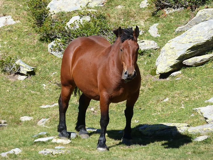 paard, Pyrénées, hooggebergte, landschap, weiden