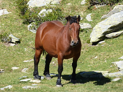 häst, Pyrénées, högt berg, landskap, betesmarker