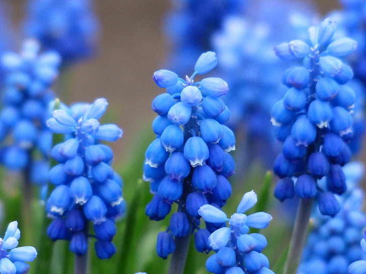 Muscari, vanliga druvor hyacint, Blossom, Bloom, blomma, blå, prydnadsväxter