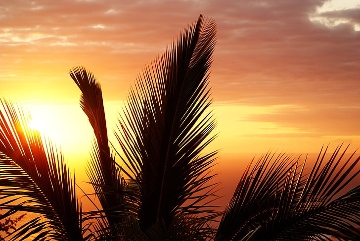 Palm, остров Реюнион, залез, вечерта, възпалени, слънце, океан
