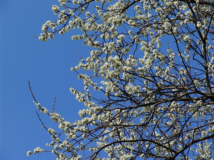 árbol frutal, Blanco, primavera, flores, ramas de flor, flor, floración