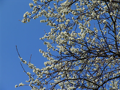albero da frutto, bianco, primavera, fiori, filiali del fiore, Blossom, Bloom