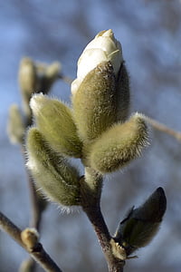 Magnolia, Star magnolia, Bud, valge, õis, Bloom, kevadel