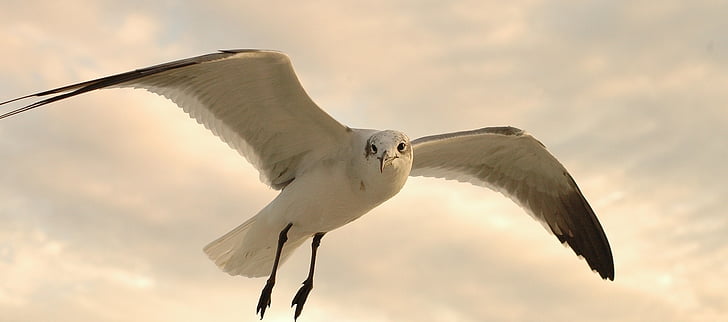 Чайка, плаващи, по време на полет, птица, дива природа, природата, Криле