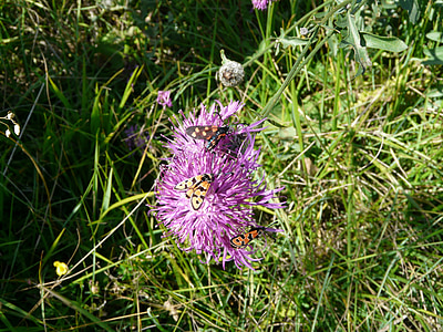 Cirsium acaule, Blume, Natur, Berg, Alpen