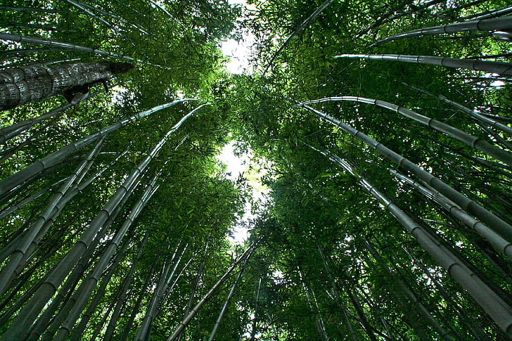 bambusa, bambusa meža, bambusa augi, tropisko mežu, atstāj, meža, koki