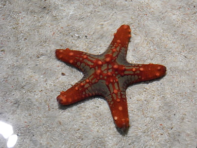hvězdice, červená, voda, písek, akvárium, tvor