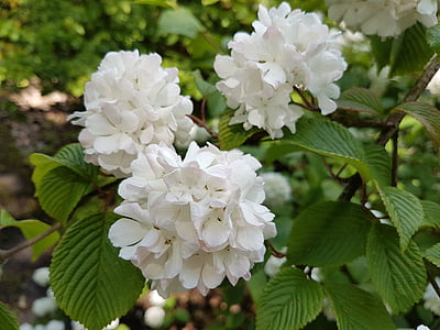 lilled, kevadel, Viburnum, valge