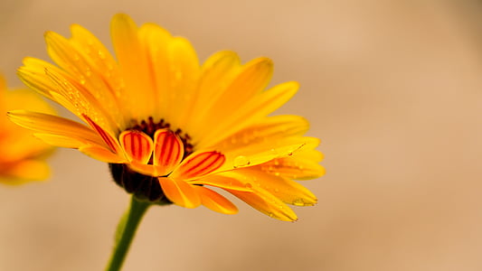 Caléndula, flor de caléndula amarilla, flores, flor, Pétalo, cabeza de la flor, fragilidad
