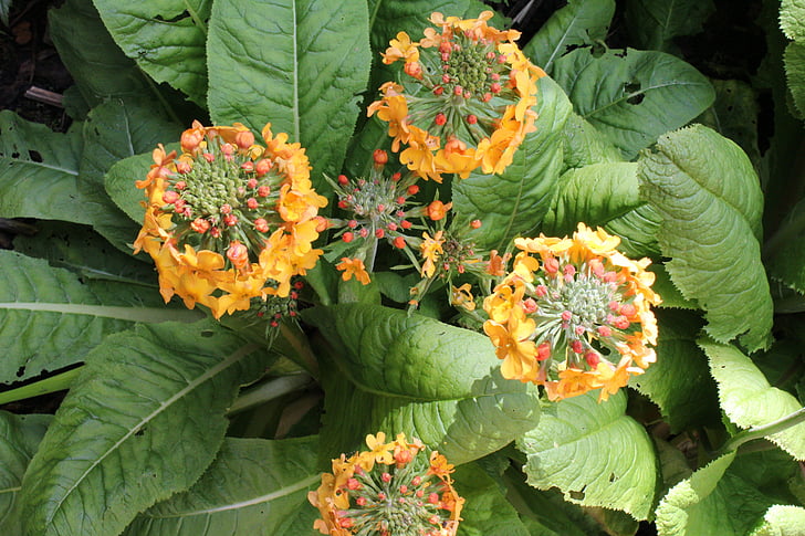 Primula bulleyana, květ, závod, okvětní lístek, žlutá, louka, lesy