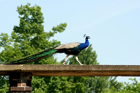 pavo real, pájaro, pluma, Parque zoológico, animal, naturaleza, azul