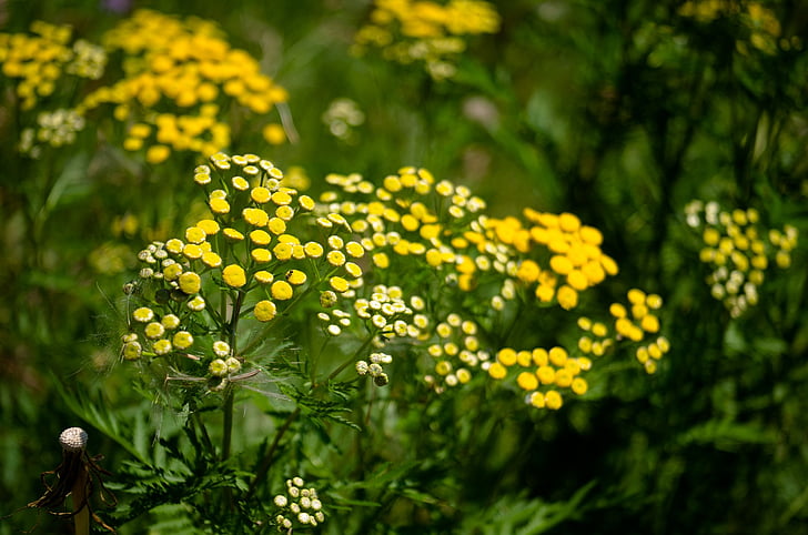 tanarida, flor, groc, l'estiu, flor, natura, planta