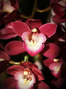 blomst, Orchid, Tropical, hvit, grønn, gul, rød