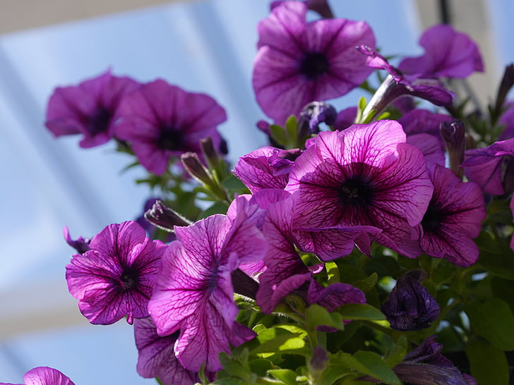 flor, violeta, verano