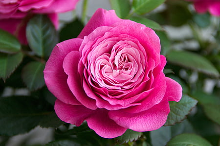 tõusis, roosid, lilled, õis, Bloom, roosa õitega, Ilu