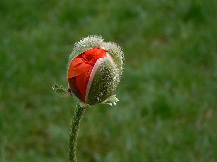 Rosella, macro, vermell, flor de rosella, flors, natura, planta