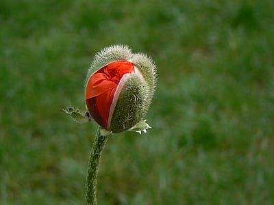 Poppy, makro, merah, bunga opium, bunga, alam, tanaman