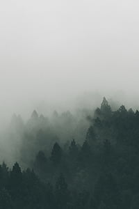 霧, フォレスト, ミスト, 自然, 木, 山, ツリー