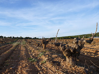 Vineyard, Cuenca, VEINIVIINAMARJA, põllumajandus, Hispaania, veini, viinapuu