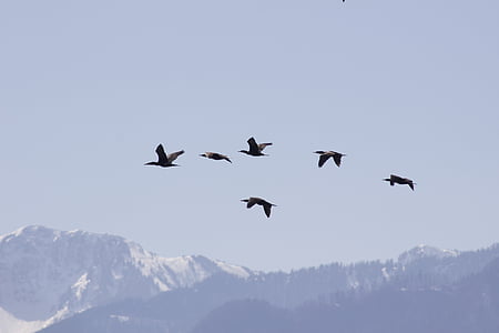 птици, миграция, лети, небе, планини, природата