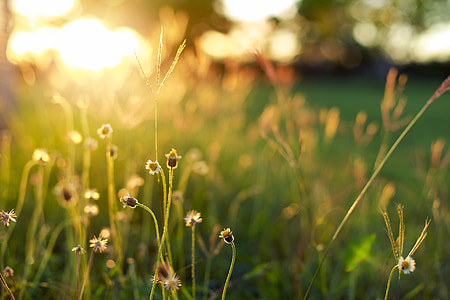 阳光, 傍晚的太阳, 草丛, 光, 野花, 背光, 自然