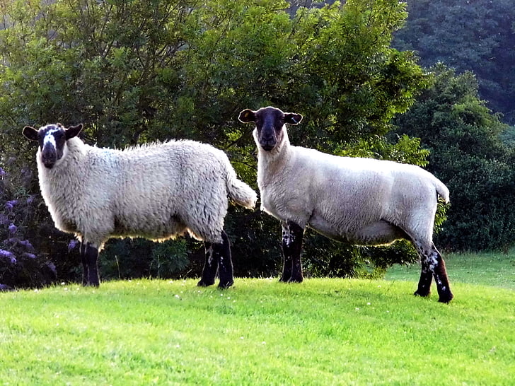 schapen, Wales, vee, Welsh, southerndown, platteland, natuur