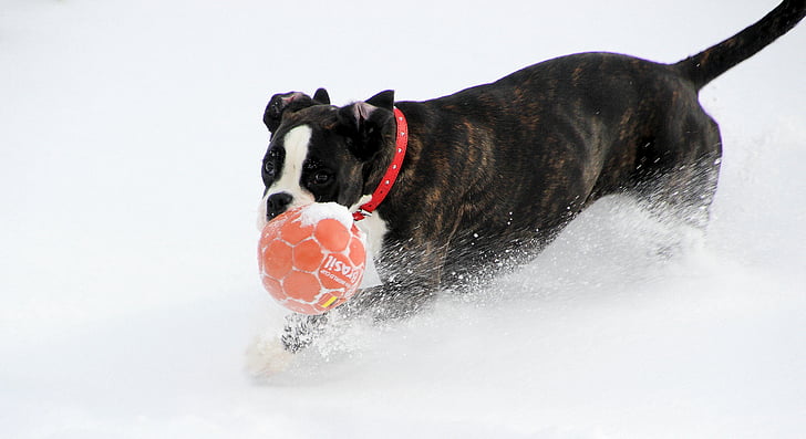 cão, Boxer, preto e branco, executar, bola, neve, jogar